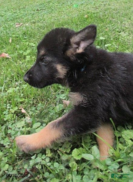 German Shepherd dogs Maple - Ad 2