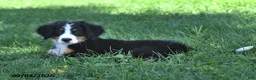 Bernese Mountain Dog dogs for sale: CeCe - Ad 9