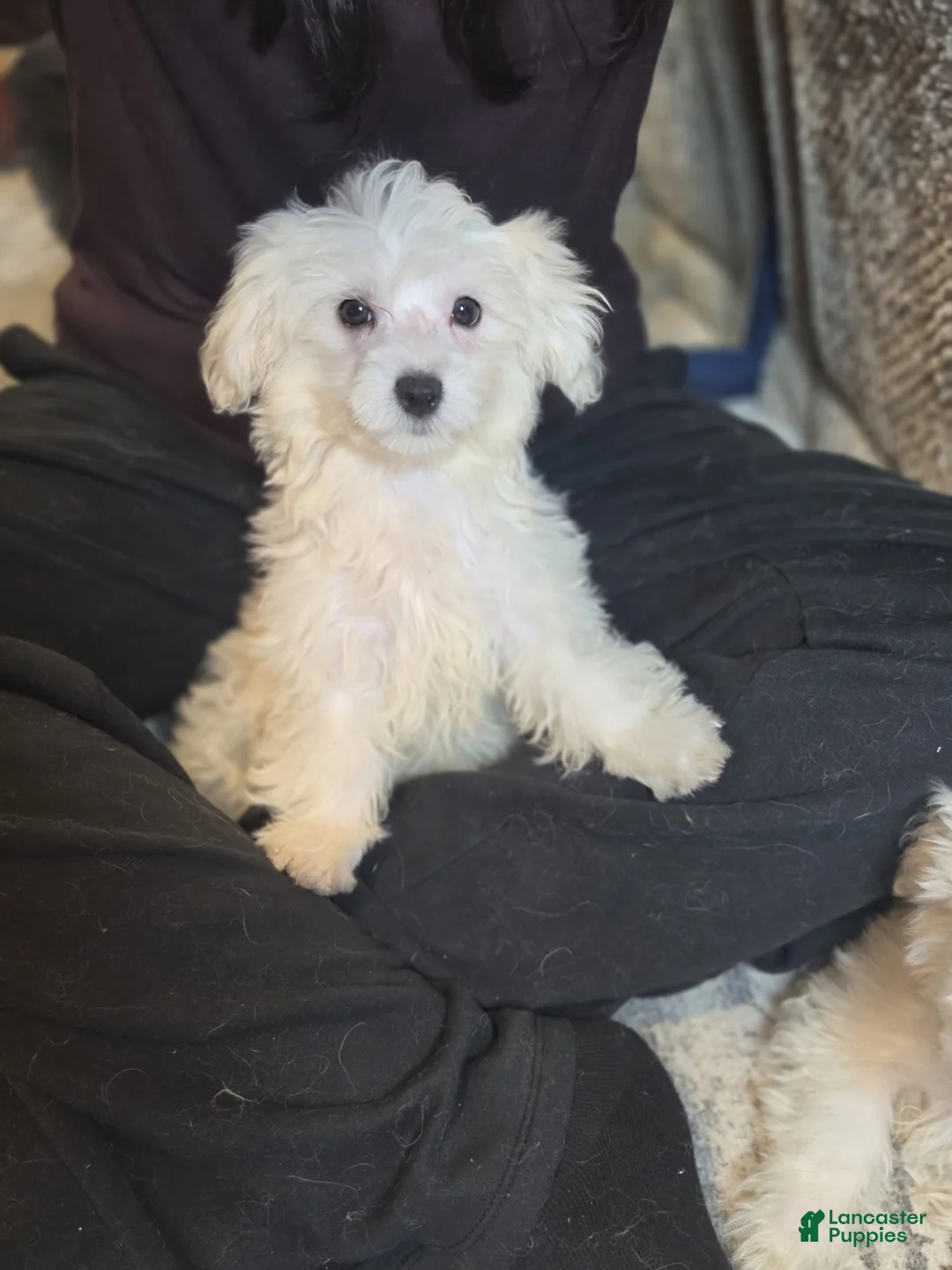 Maltese dogs for sale: Maltese 2 - Ad 2