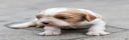 Cavalier King Charles Spaniel dogs for sale: Peter Cavalier King Charles Spaniel Puppy  - Ad 4