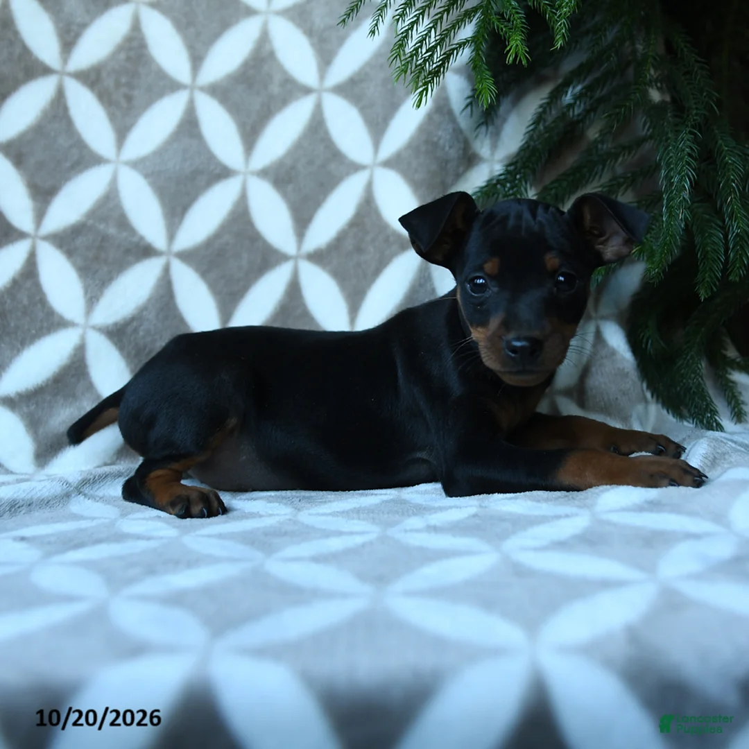 Miniature Pinscher dogs for sale: Shirley - Ad 3