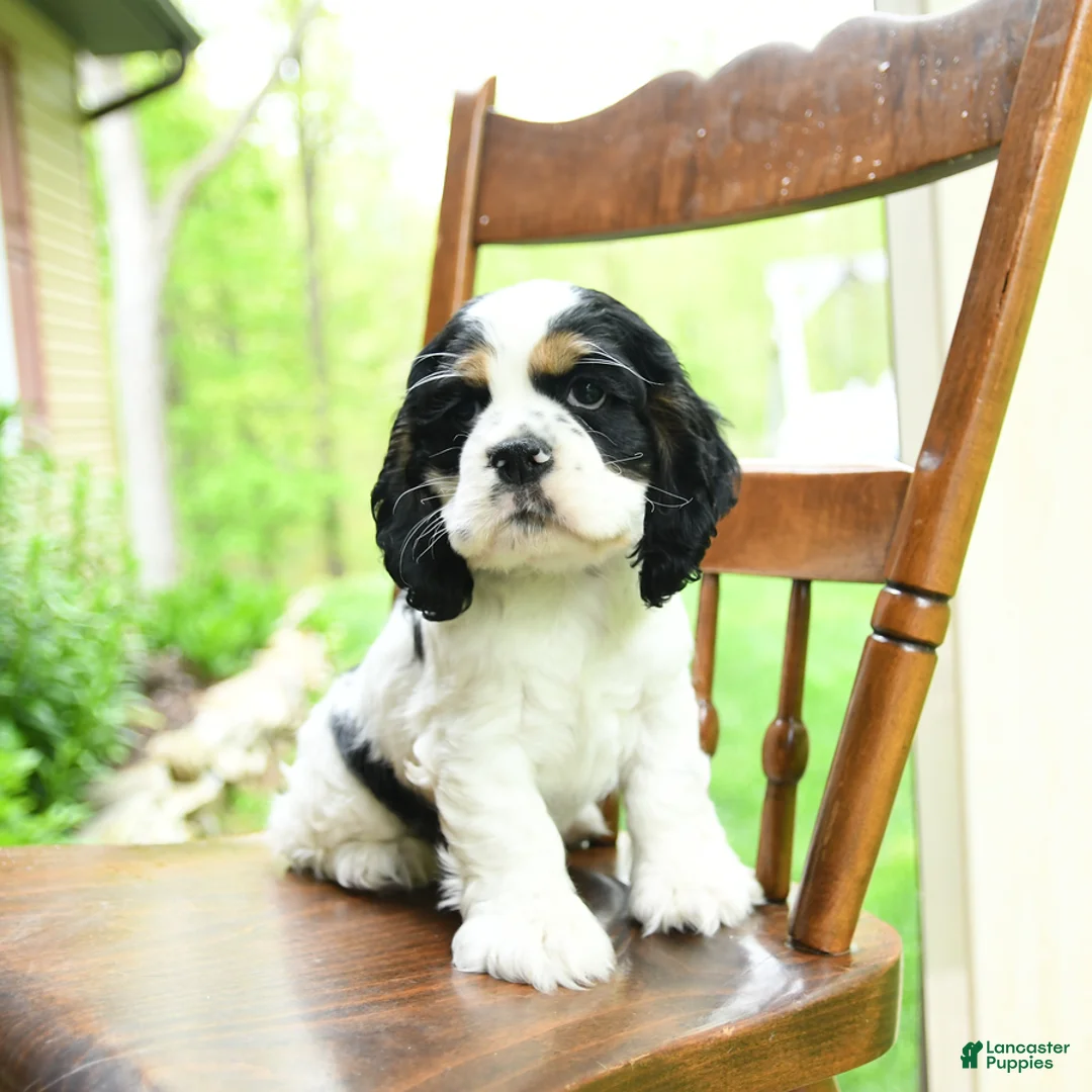 Cocker Spaniel dogs for sale: Blaze - Ad 5