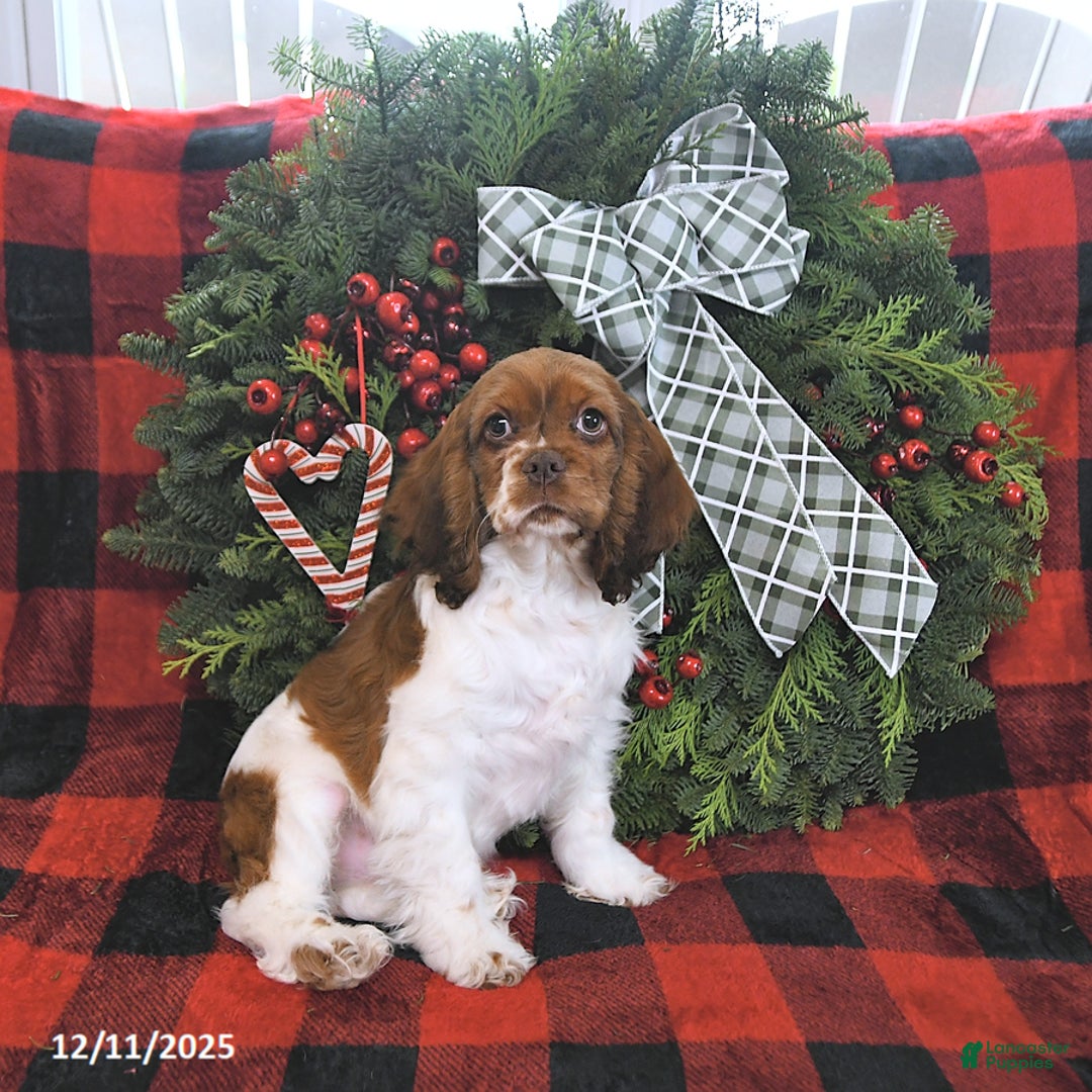 Cocker Spaniel dogs for sale: Max - Ad 4