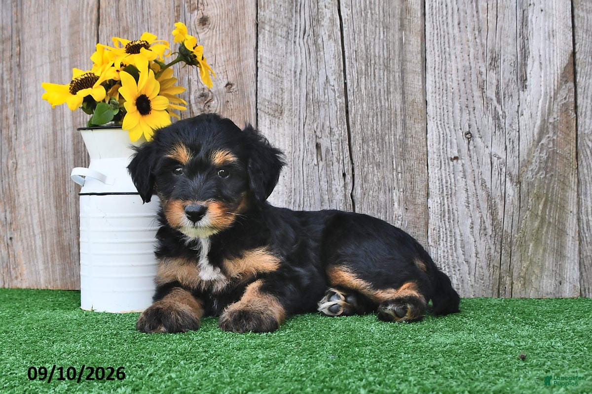 Mini Aussiedoodle dogs Judy - Ad 1