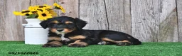 Mini Aussiedoodle dogs for sale: Judy - Ad 1