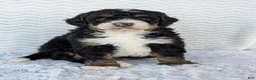 Mini Bernedoodle dogs for sale: Mini Nemo  - Ad 11