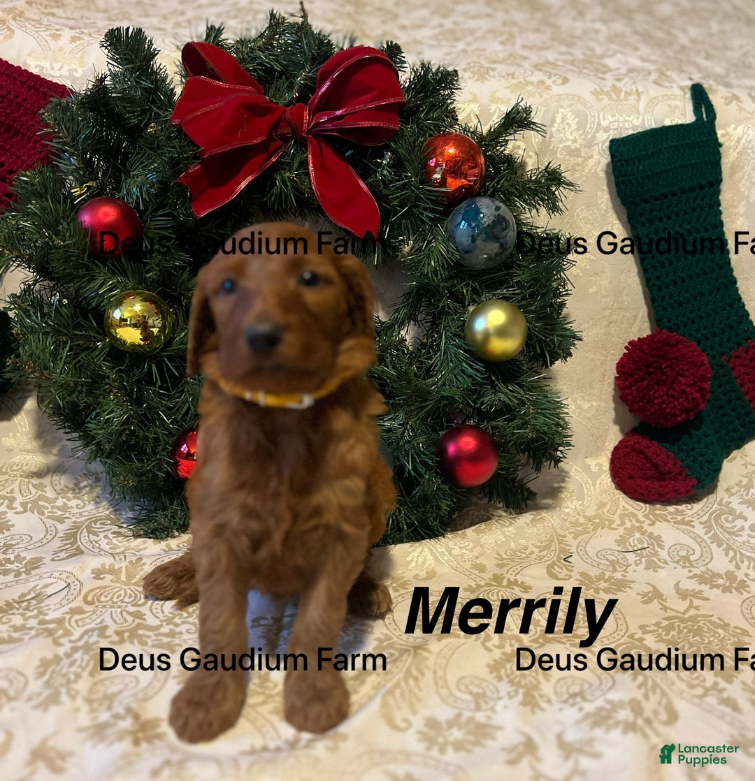 Irish Doodle dogs for sale: Merrily - Ad 3