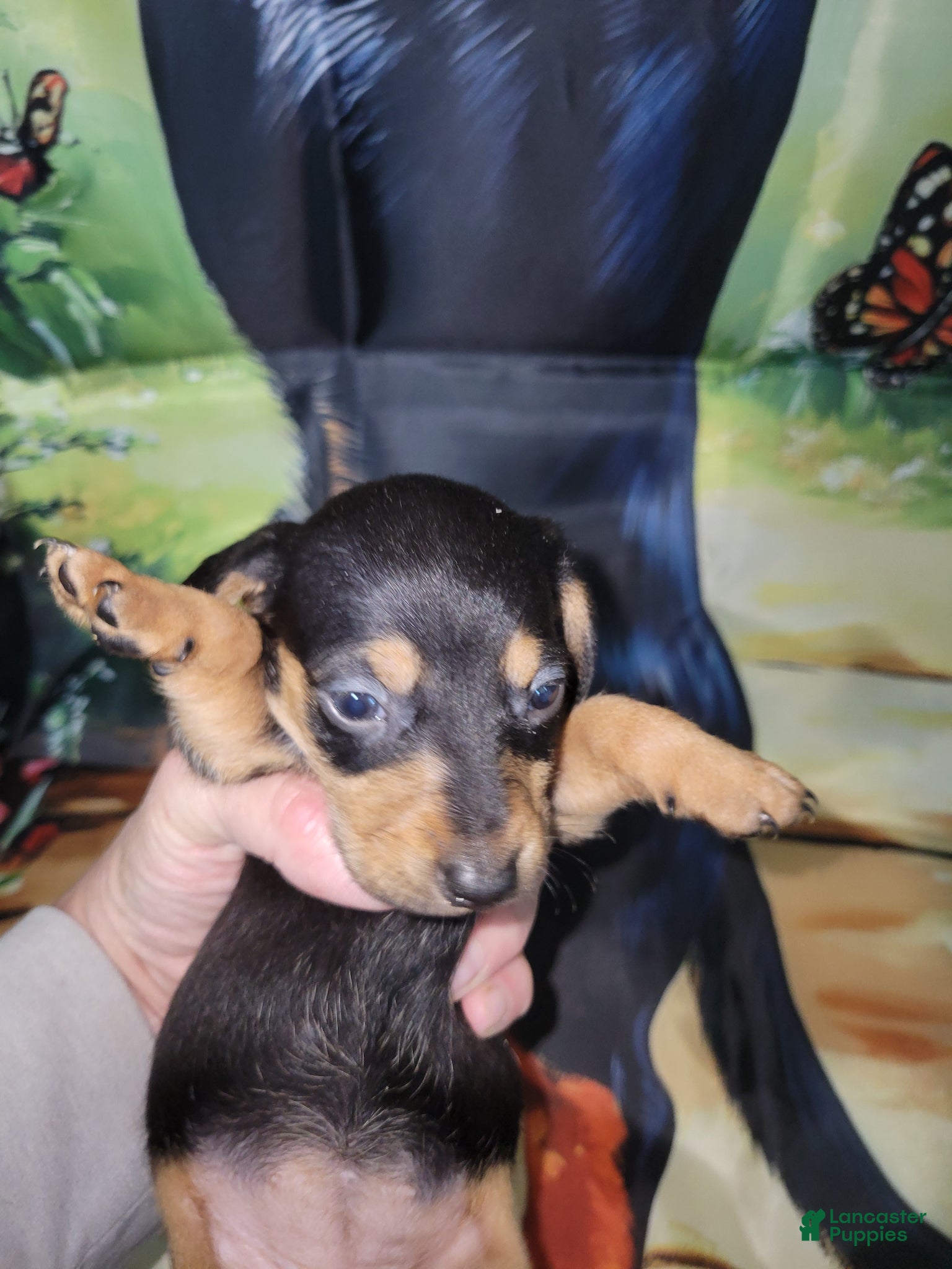 Miniature Dachshund dogs Miniature Dachshund Puppy 3 - Ad 20