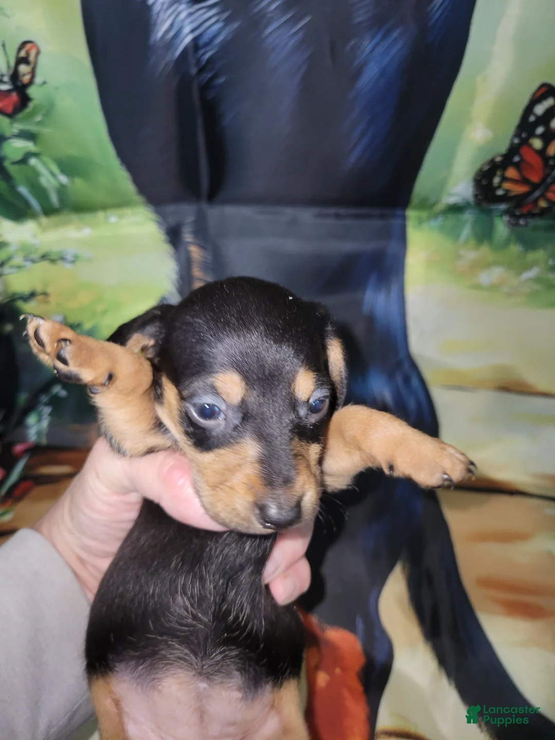 Miniature Dachshund dogs for sale: Miniature Dachshund Puppy 3 - Ad 1