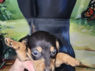 Miniature Dachshund dogs Miniature Dachshund Puppy 3 - Ad 12