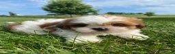Shih Tzu dogs for sale: Timmy - Ad 15