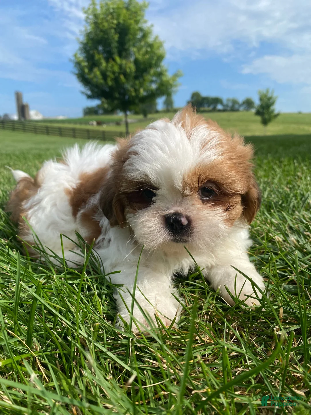 Shih Tzu dogs for sale: Timmy - Ad 15