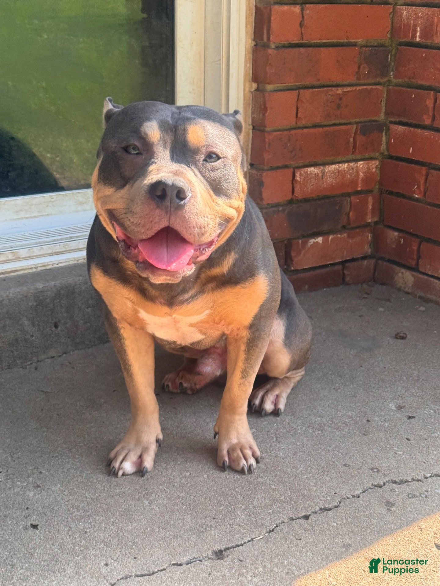 American Bully dogs for stud: Mercury of C4 Bullies - Ad 14