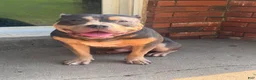 American Bully dogs for stud: Mercury of C4 Bullies - Ad 1