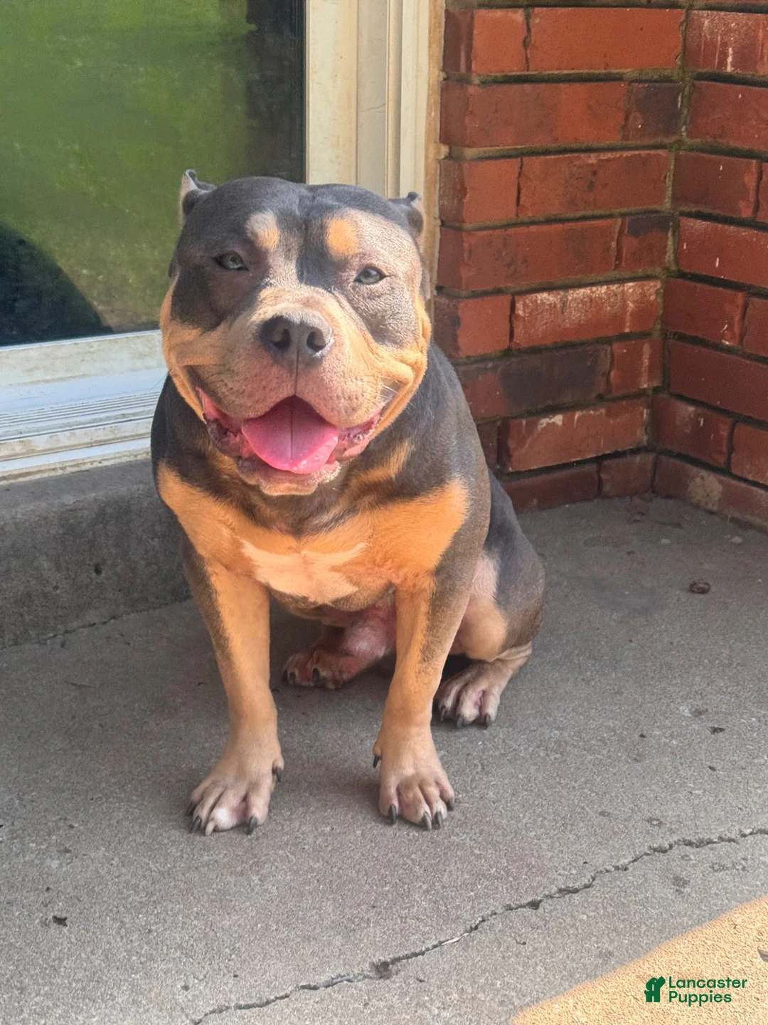 American Bully dogs for stud: Mercury of C4 Bullies - Ad 1