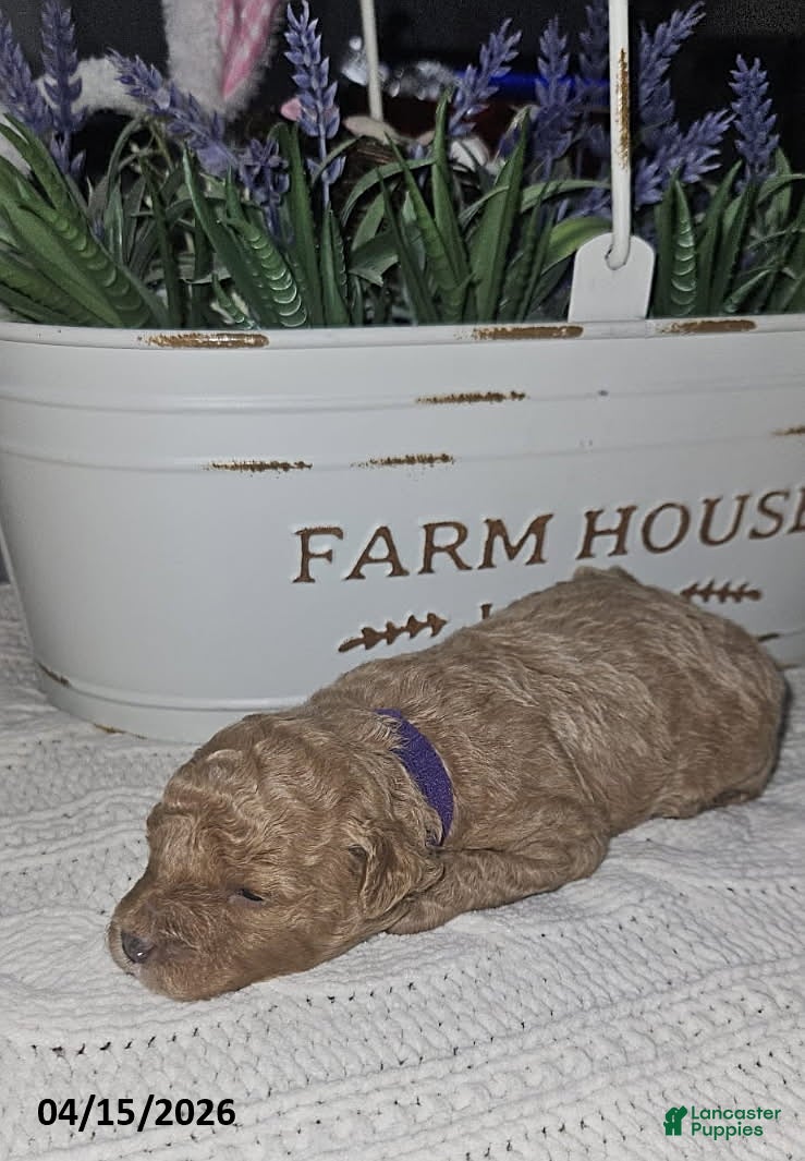 Toy Poodle dogs Stella - Ad 1