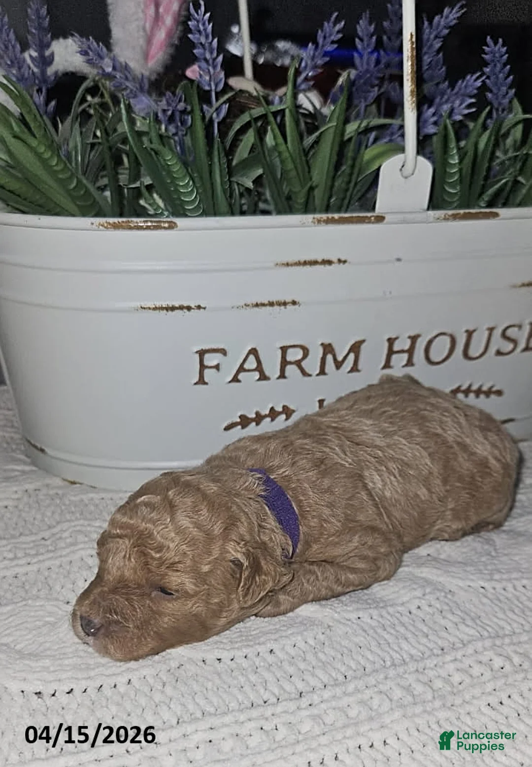 Toy Poodle dogs for sale: Stella - Ad 1