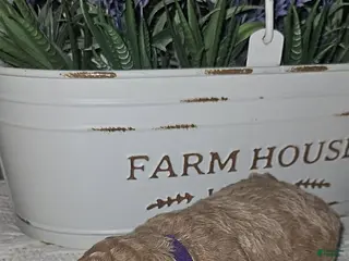 Toy Poodle dogs for sale: Stella - Ad 3