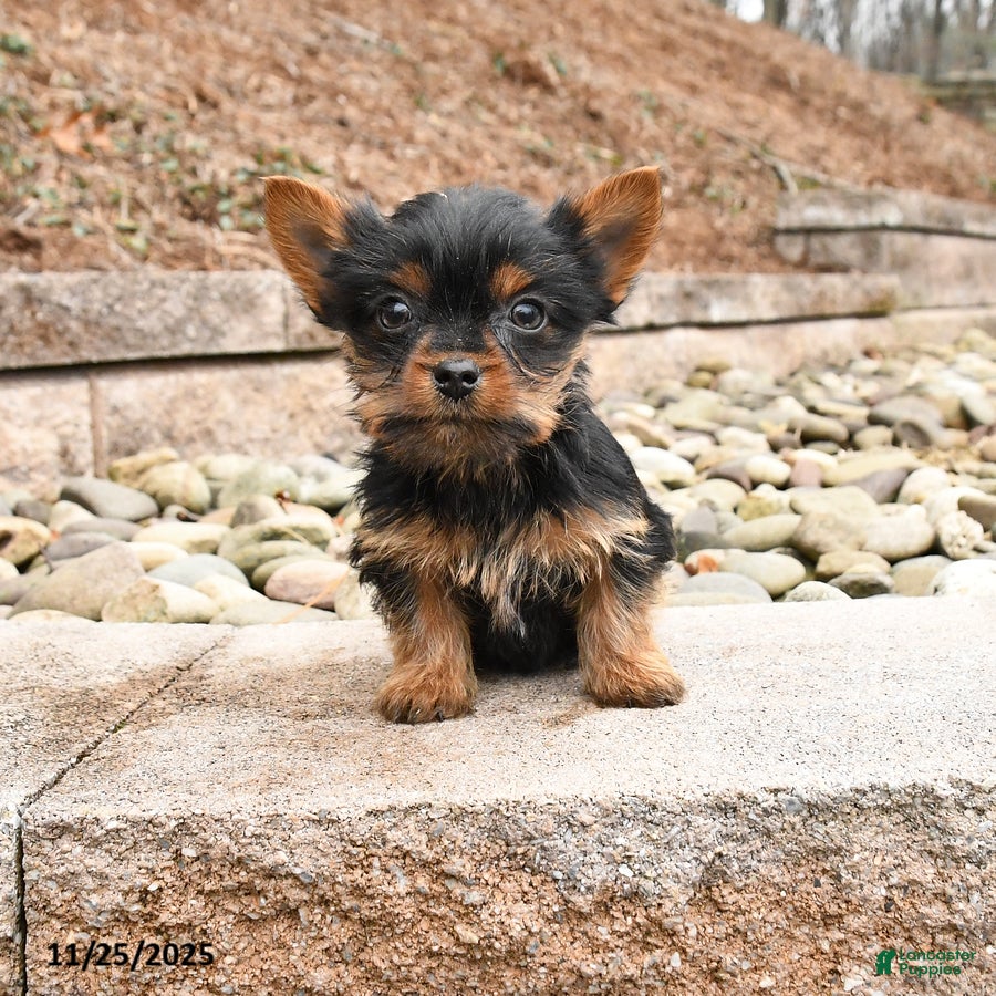 Yorkshire Terrier dogs Kirby - Ad 23