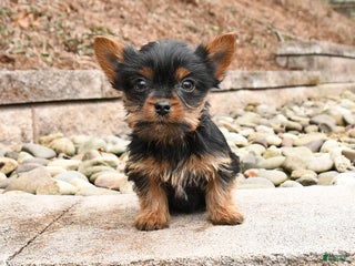 Yorkshire Terrier dogs Kirby - Ad 31