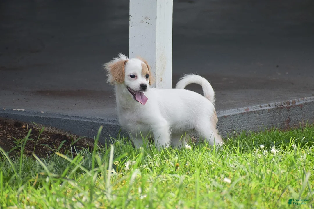 Mixed Breed dogs for sale: Mariah - Ad 7