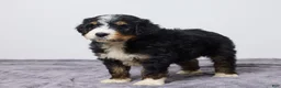 Bernedoodle dogs for sale: Kory - Ad 4