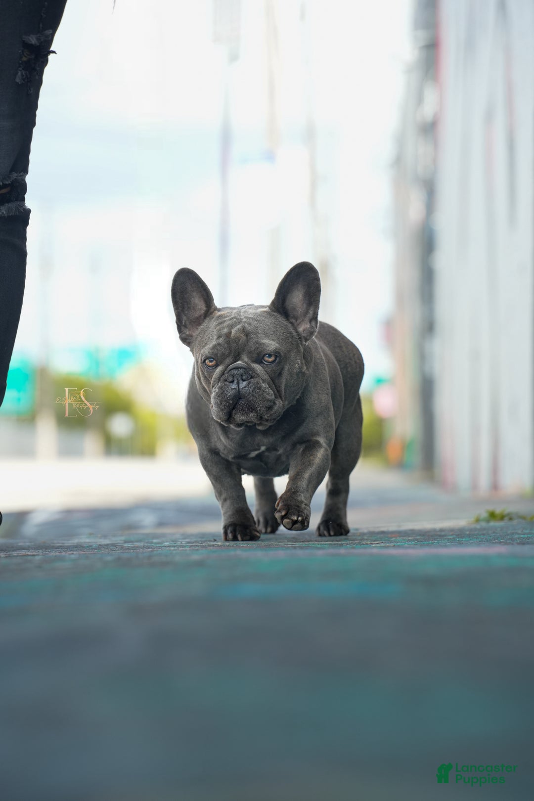 French Bulldog dogs for sale: French Bulldog Puppy 1 - Ad 2