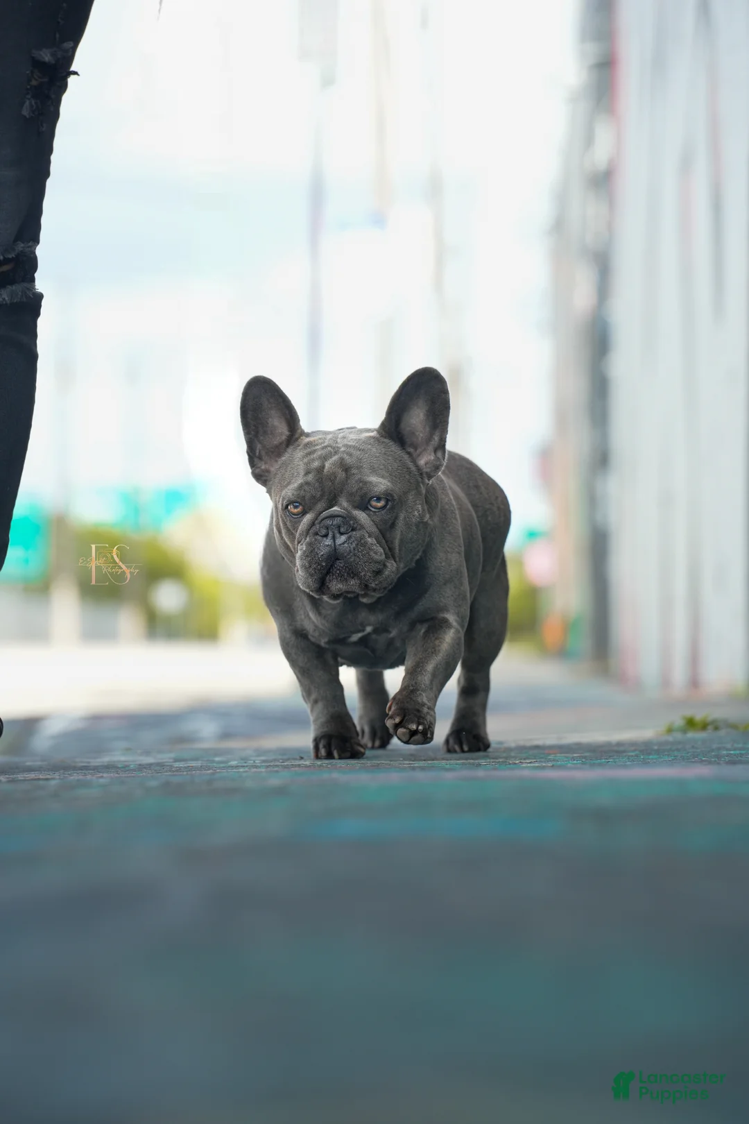 French Bulldog dogs for sale: French Bulldog Puppy 1 - Ad 2