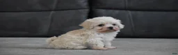 Maltipoo dogs for sale: Archie - Ad 6