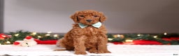 Standard Poodle dogs for sale: Charlie - Ad 3