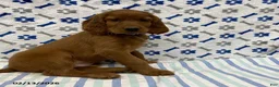 Irish Setter dogs for sale: Corbin - Ad 1