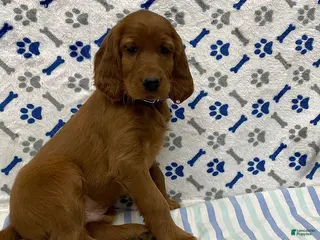 Irish Setter dogs Corbin - Ad 1