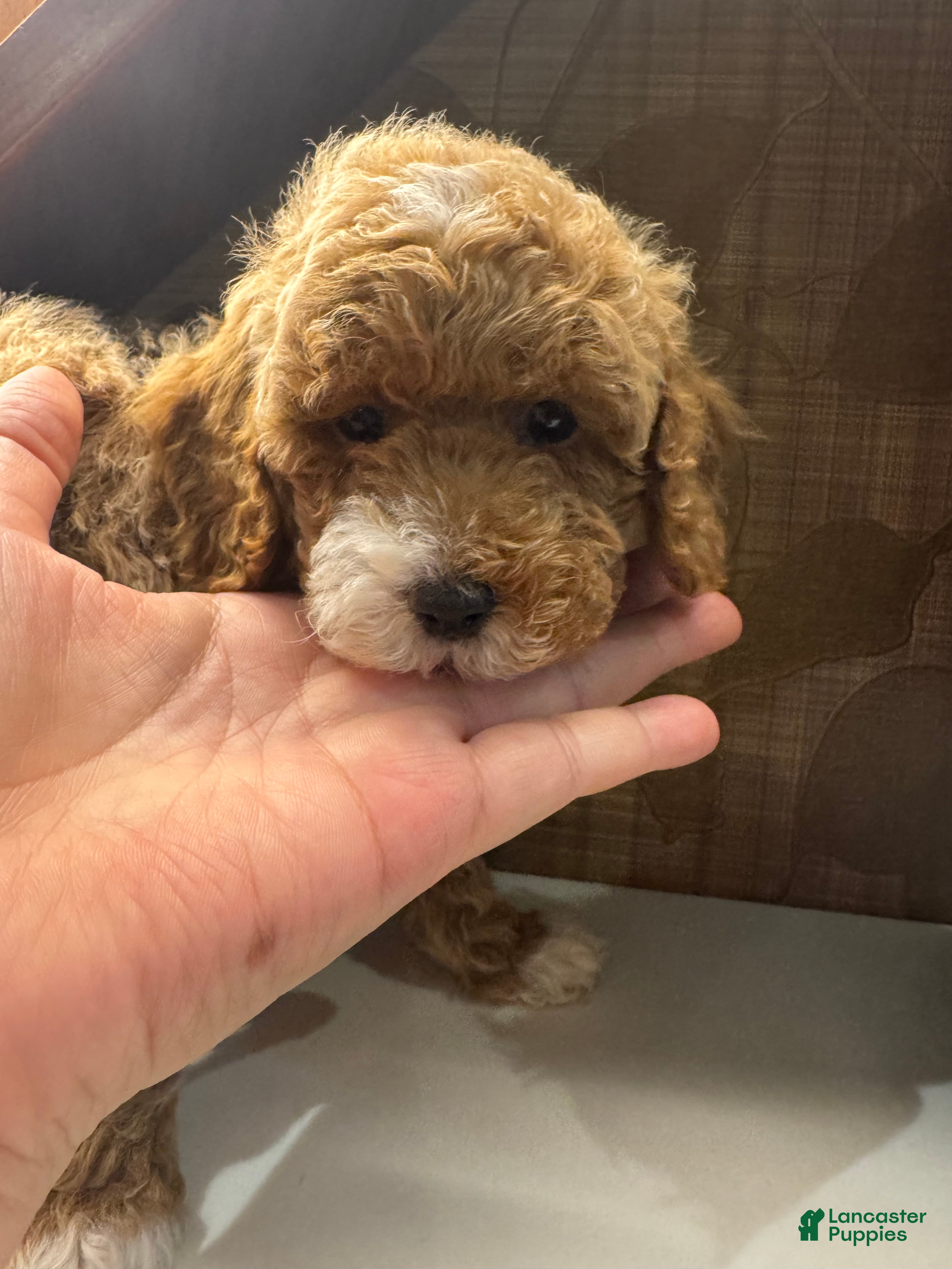 Toy Poodle dogs Cappuccino - Ad 4