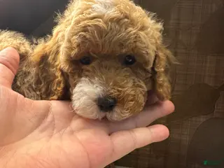 Toy Poodle dogs Cappuccino - Ad 32