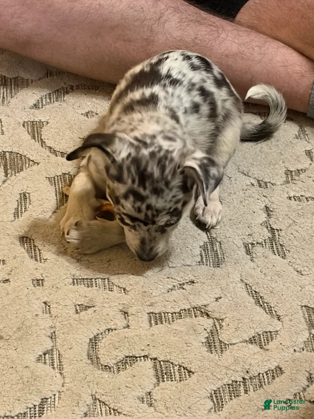 Mixed Breed dogs for sale: Luma  - Ad 2