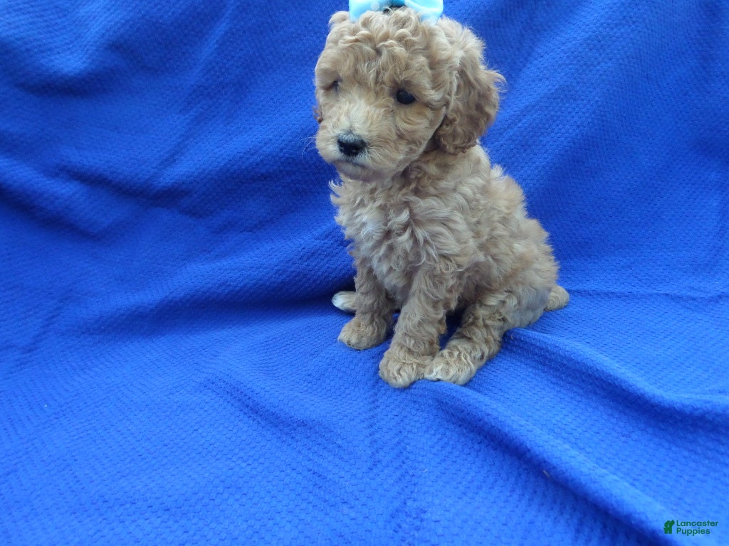 Toy Poodle dogs Asher  - Ad 27