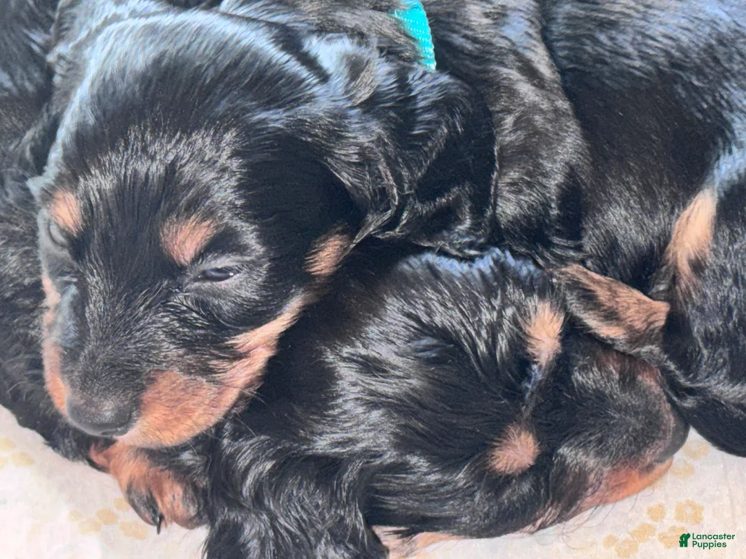 Miniature Dachshund dogs for sale: Bo - Ad 2