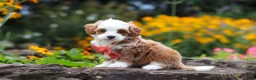 Cavapoo dogs for sale: Mr Bentley - Ad 9