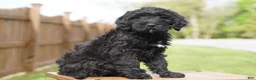 Portuguese Water Dog dogs for sale: Kyler - Ad 5