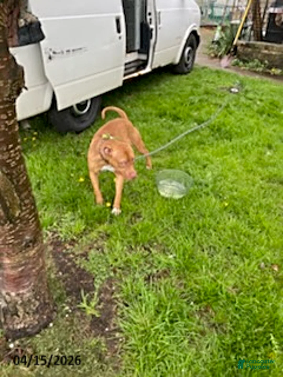 American Pit Bull Terrier dogs for sale: Sara Ann - Ad 2