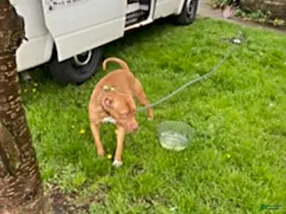 American Pit Bull Terrier dogs Sara Ann - Ad 2