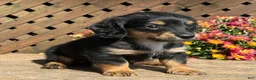 Miniature Dachshund dogs for sale: Snuggle - Ad 2