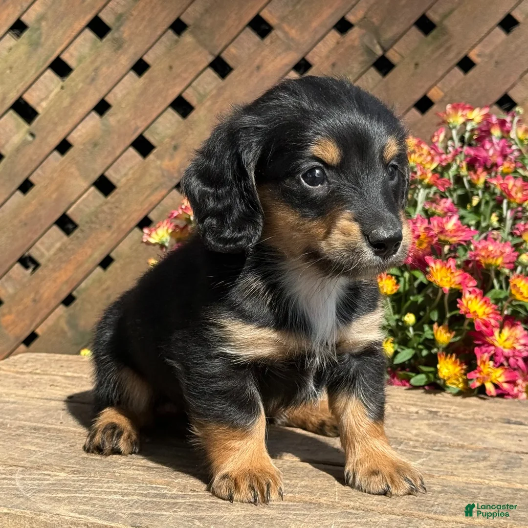 Miniature Dachshund dogs for sale: Snuggle - Ad 2