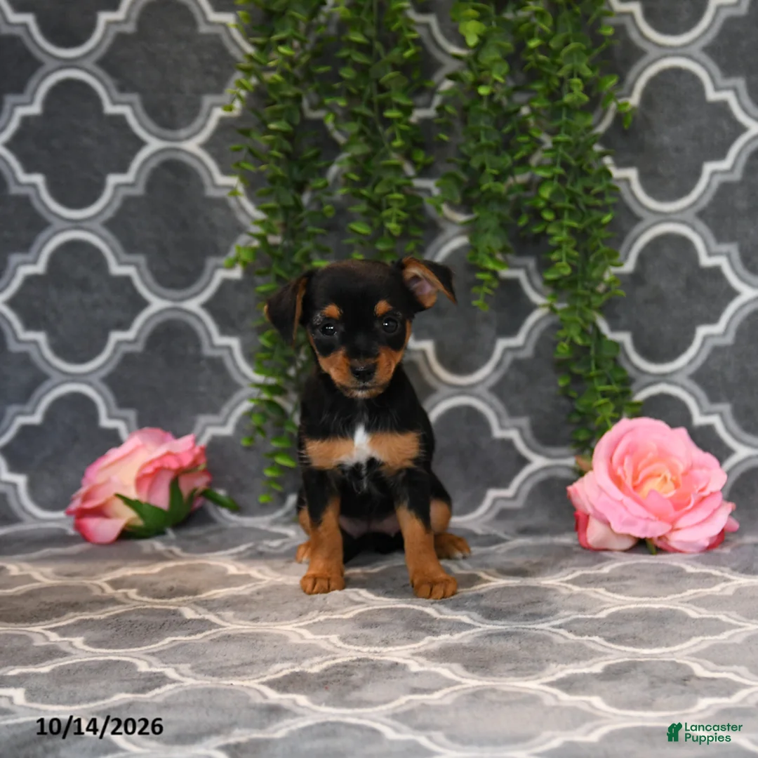 Chorkie dogs for sale: Kendra - Ad 5