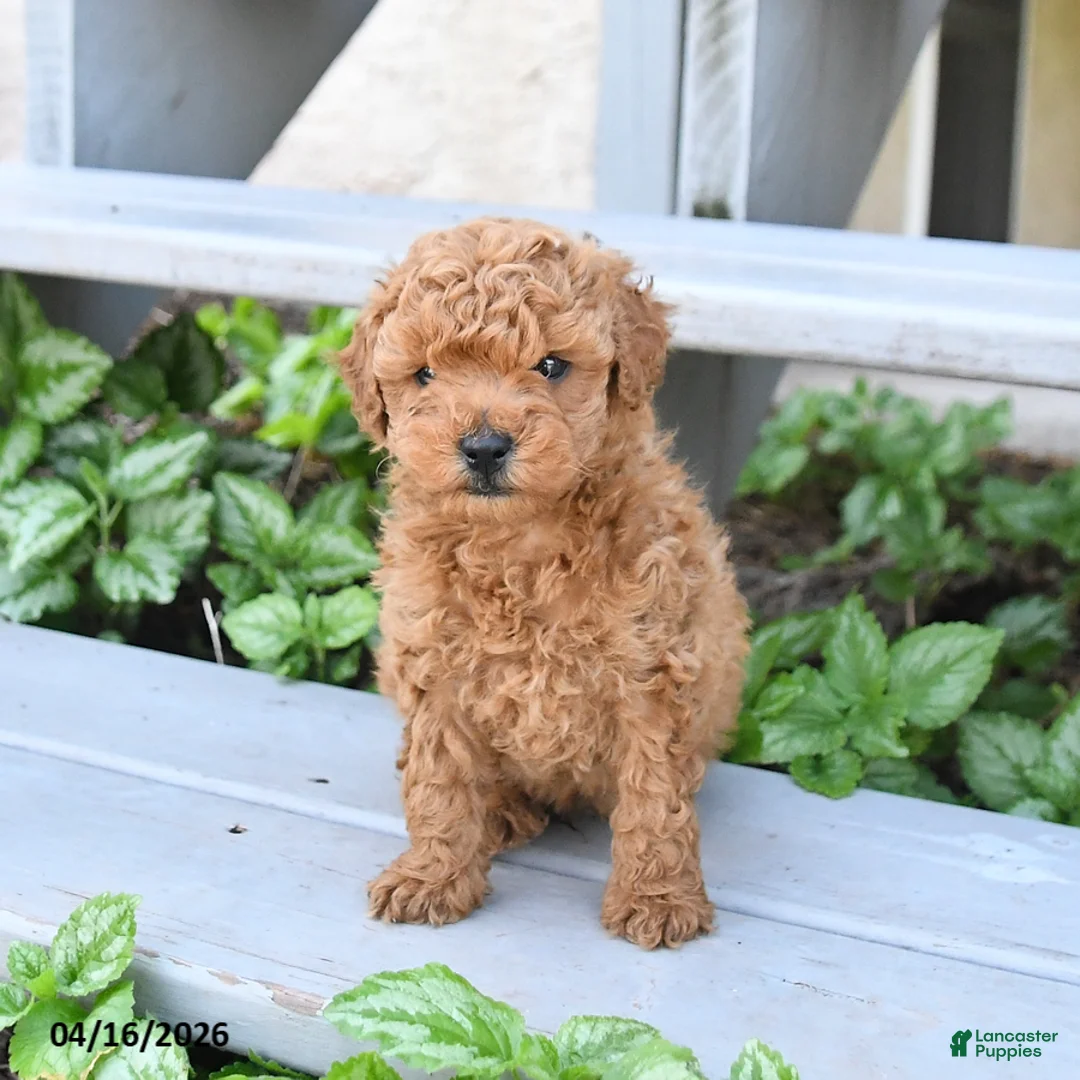 Miniature Poodle dogs for sale: Buster - Ad 3