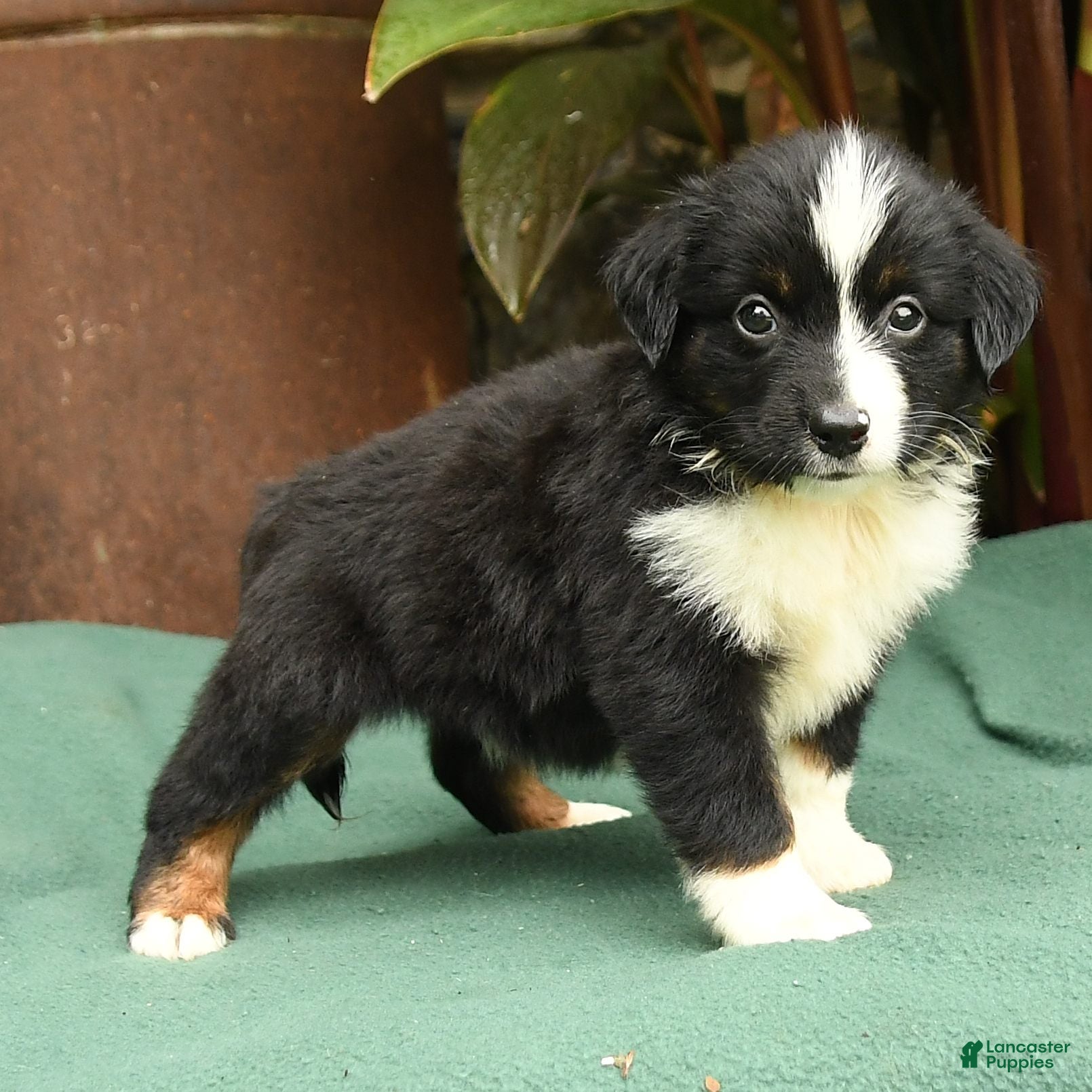 Miniature Australian Shepherd dogs Roxie - Ad 2
