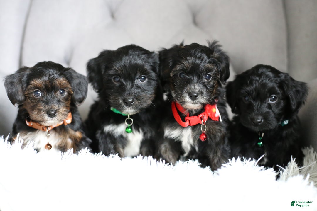 Yorkiepoo dogs for sale: Emmitt - Ad 18