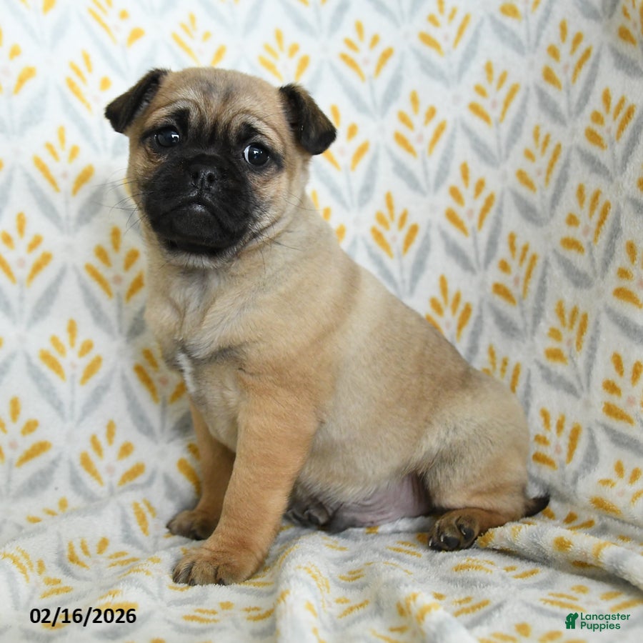 Jug dogs Larry - Ad 2