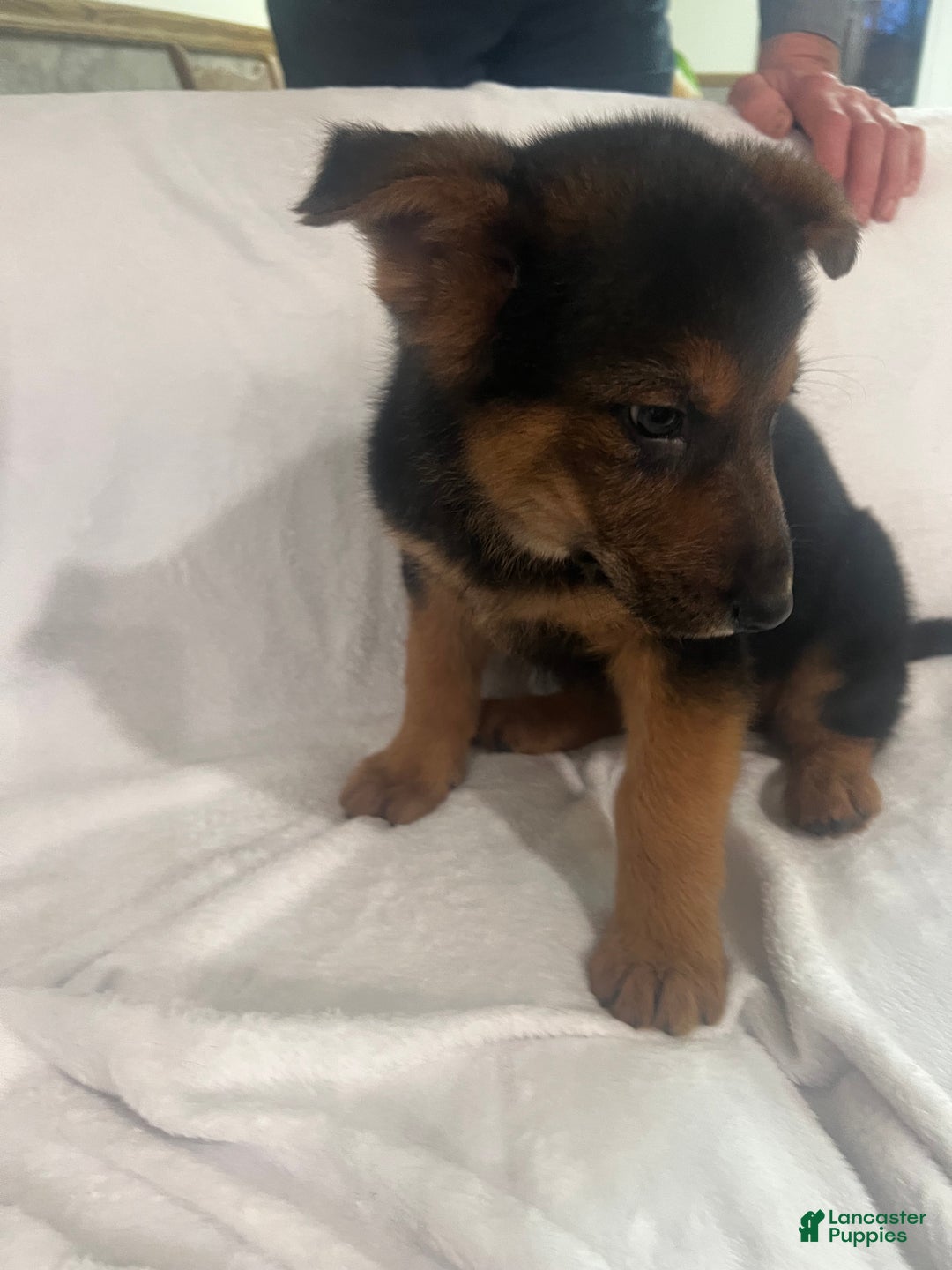 German Shepherd dogs for sale: German Shepherd Puppy 5 - Ad 3