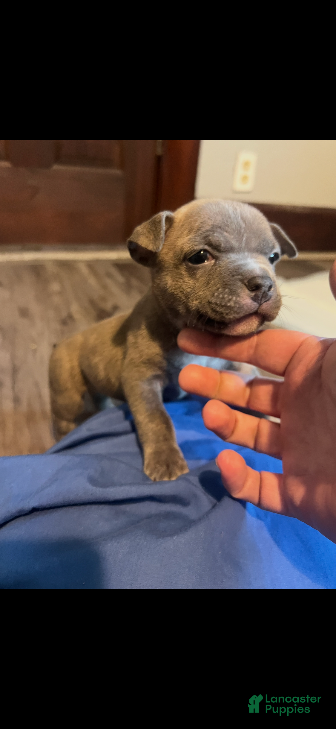 American Bully dogs for sale: American Bully 1 - Ad 1